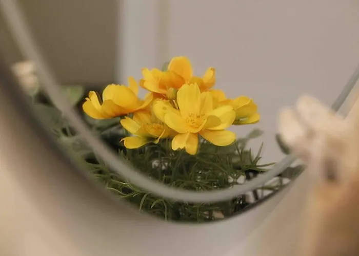 Valentine's Виареджо